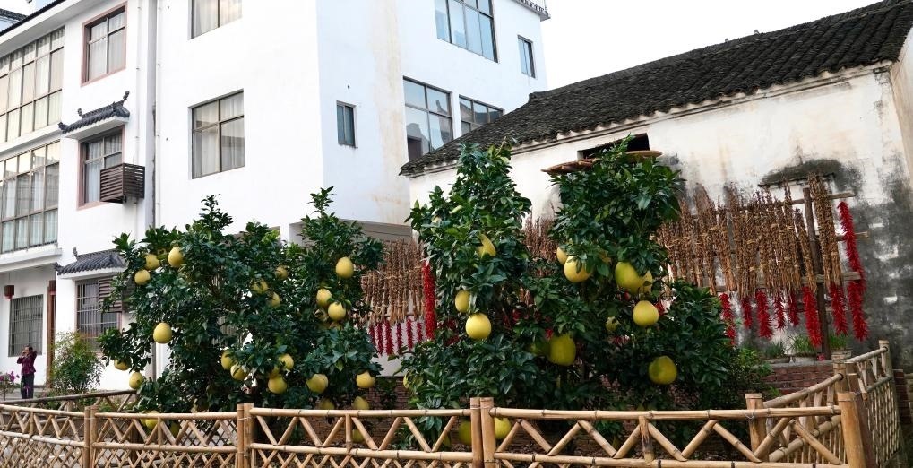 近日在江西省上饒市婺源縣秋口鎮(zhèn)王村石門自然村拍攝的馬家柚。新華社記者 胡晨歡 攝
