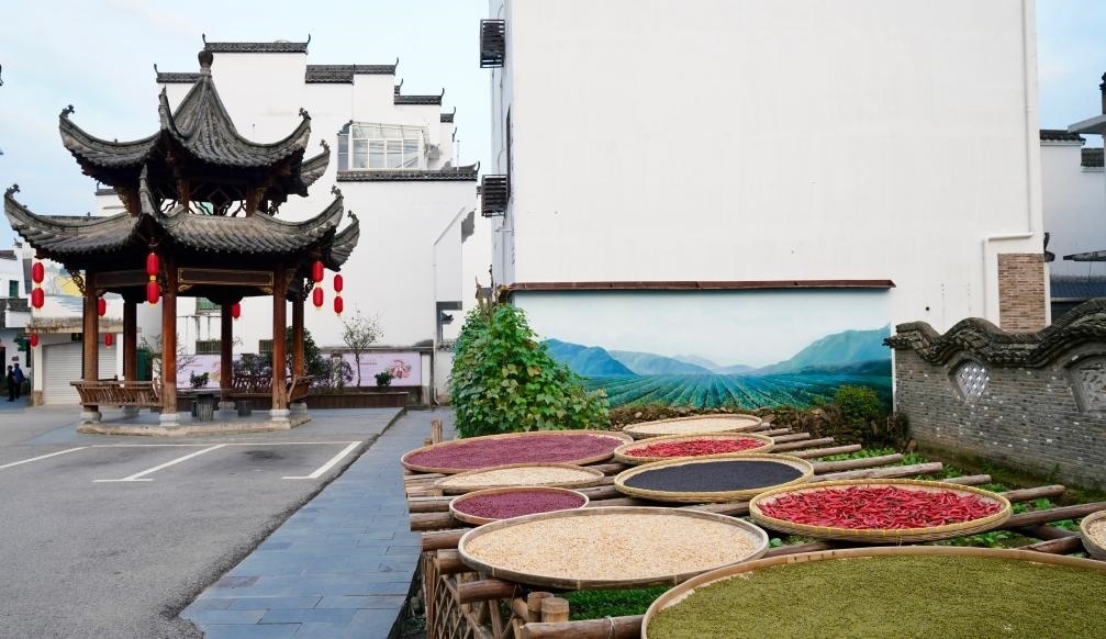 近日拍攝的江西省上饒市婺源縣秋口鎮(zhèn)王村石門自然村曬秋場景。新華社記者 胡晨歡 攝