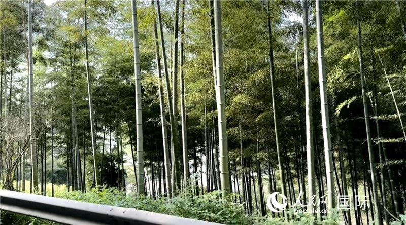 沿途中的竹林。人民網記者 周雨攝