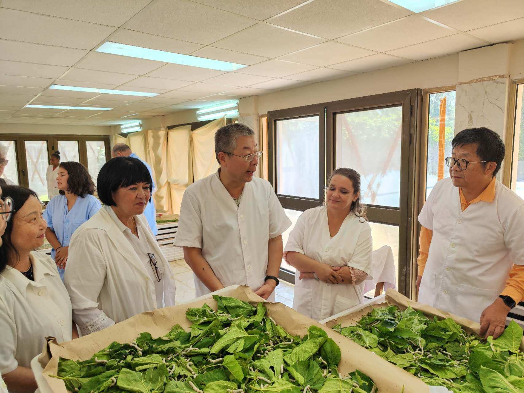 2023年5月23日，中國駐古巴大使馬輝考察古中蠶桑科技合作中心。來源：中國駐古巴大使館官網(wǎng)