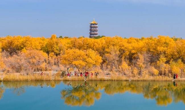 胡楊林金碧耀眼。蘭州局集團(tuán)公司融媒體中心供圖