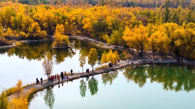 胡楊林金碧耀眼。蘭州局集團(tuán)公司融媒體中心供圖