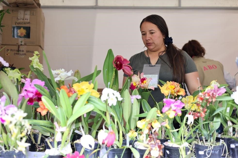 9月14日至17日，哥倫比亞首都波哥大舉辦蘭花展。