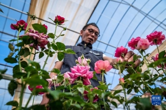 在云南省安寧市現(xiàn)代農(nóng)業(yè)園區(qū)玫瑰種植示范園，技術(shù)員田連通觀察玫瑰花（10月20日攝）。