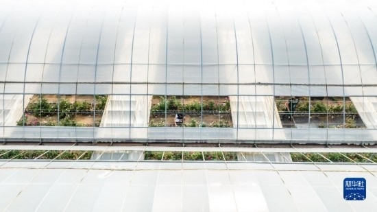 云南省安寧市現(xiàn)代農(nóng)業(yè)園區(qū)玫瑰種植示范園一景（無人機照片，10月20日攝）。