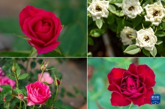 這是云南省安寧市現(xiàn)代農(nóng)業(yè)園區(qū)玫瑰種植示范園里玫瑰新品種的拼版照片。
