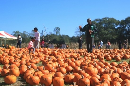  2020年10月31日，在美國(guó)新奧爾良市，人們?cè)谀瞎限r(nóng)場(chǎng)里玩耍。新華社發(fā)（魏蘭攝）