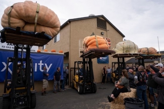  10月9日，在美國(guó)加利福尼亞州圣馬特奧縣半月灣舉行的南瓜稱重大賽現(xiàn)場(chǎng)，人們圍觀參賽的南瓜。新華社發(fā)（李建國(guó)攝）