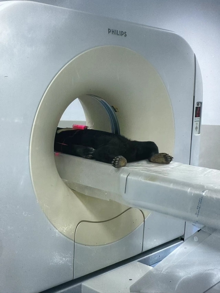 長(zhǎng)隆野生動(dòng)物世界的動(dòng)物醫(yī)院內(nèi)，馬來(lái)熊在做核磁共振檢查。人民網(wǎng)記者 李舫攝