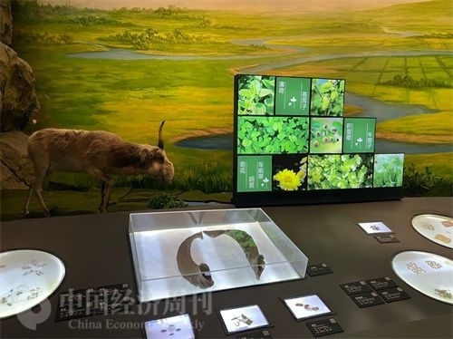  （中醫(yī)藥博物館展出的各類中藥材令人應接不暇。中國經(jīng)濟周刊記者 郭志強 攝）