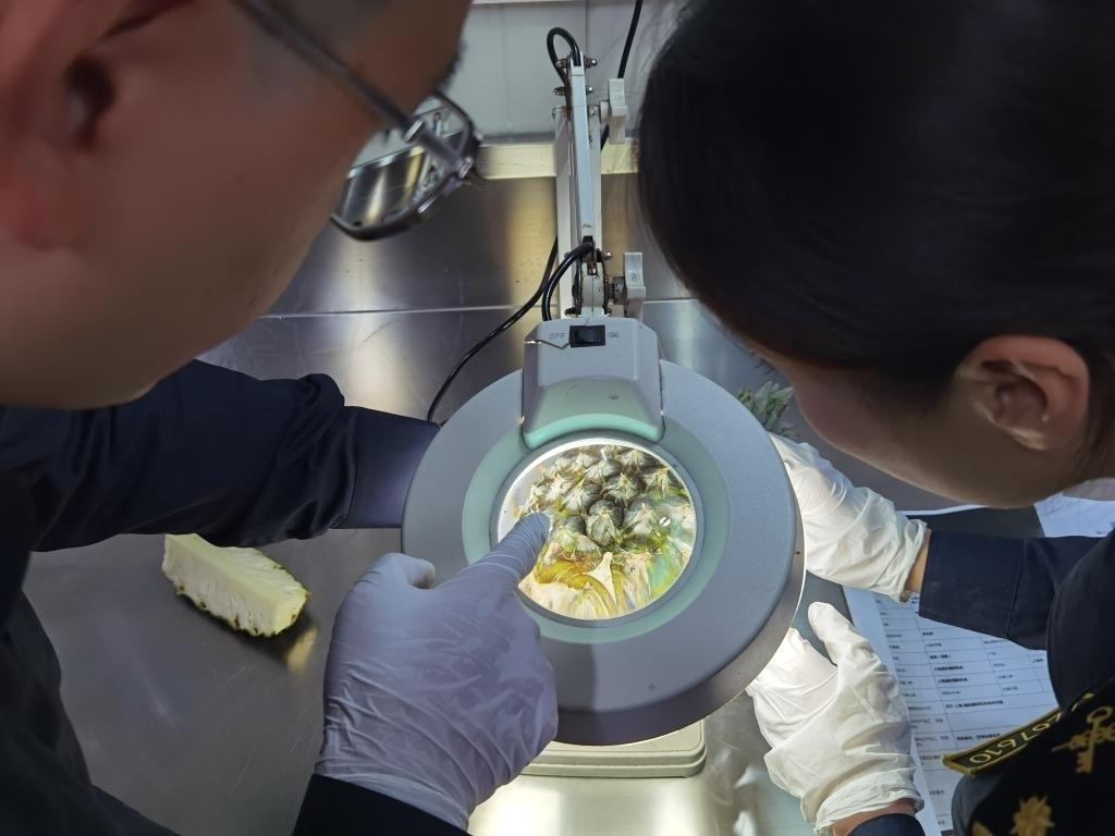 11月3日，上海海關(guān)關(guān)員對首批入境中國、參展第六屆進博會的貝寧菠蘿進行檢驗檢疫。新華社記者 吳宇 攝