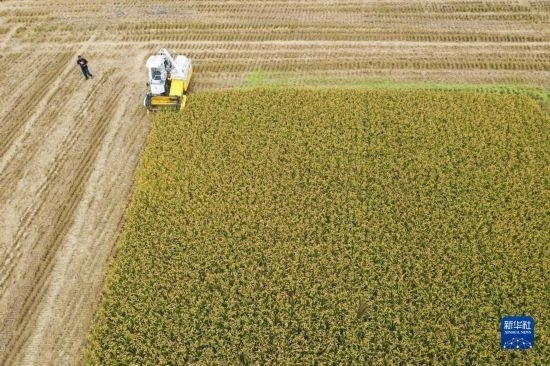 11月4日，在南通市通州區(qū)十總鎮(zhèn)育民村農(nóng)場(chǎng)，一臺(tái)設(shè)置好參數(shù)的無(wú)人收割機(jī)在工作中（無(wú)人機(jī)照片）。
