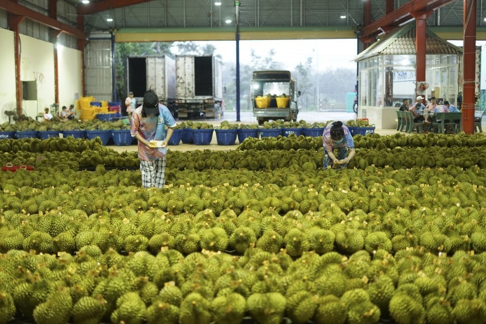 2023年9月15日，在越南多樂省一家榴蓮加工廠，工人在給即將出口到中國的榴蓮包裝貼牌。隨著《區(qū)域全面經(jīng)濟伙伴關(guān)系協(xié)定》紅利釋放，中國—東盟貿(mào)易規(guī)模進一步擴大。越來越多東盟國家的優(yōu)質(zhì)水果便捷地進入中國市場，走上消費者的餐桌。