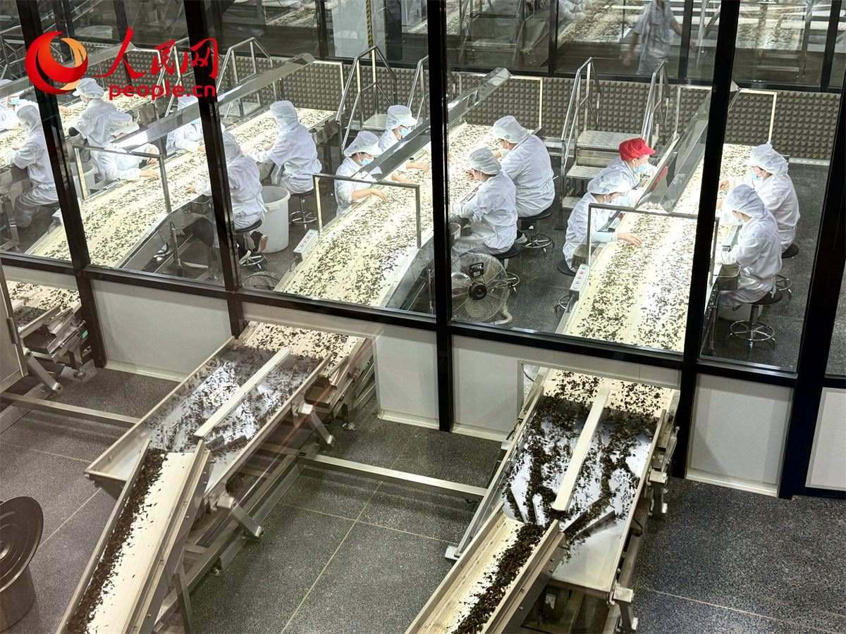 工人在對茶葉進(jìn)行目視揀剔。人民網(wǎng)記者 劉微攝