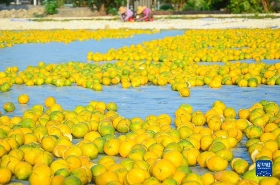 11月25日在廣東省江門市新會(huì)區(qū)拍攝的在空地上晾曬的新會(huì)柑皮。