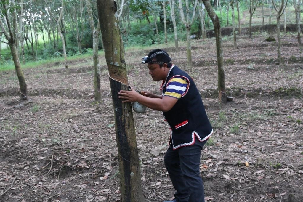 2017年10月，云南省永德縣團樹村佤族膠農(nóng)蔣文富在割膠