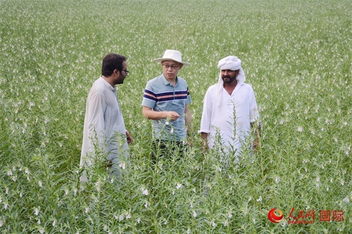 中巴經(jīng)濟走廊農(nóng)業(yè)合作中心負責(zé)人席建龍（中）與巴基斯坦當?shù)剞r(nóng)戶在芝麻種植園交流作物生長情況。人民網(wǎng)記者薩義德·邁赫迪攝