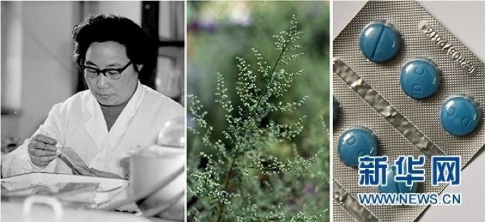 屠呦呦、青蒿和抗瘧疾成藥（拼版資料照片）