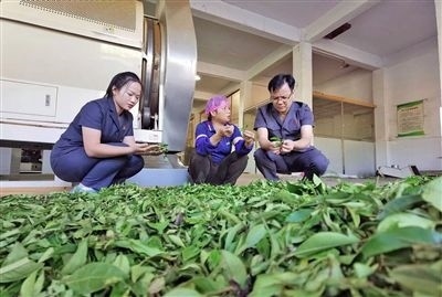  圖③：蒼梧法院六堡法庭法官深入茶企了解企業(yè)生產(chǎn)經(jīng)營情況。