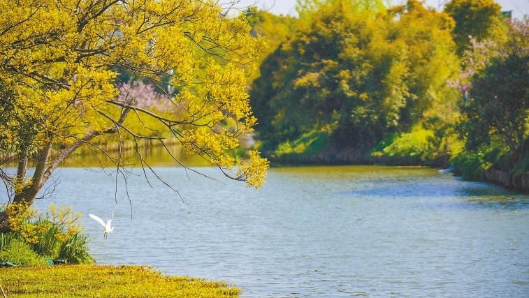  碧波蕩漾 浙江嘉興市海鹽縣望海街道永福社區(qū)荷花池，一汪碧水波光粼粼，風(fēng)光旖旎。當(dāng)?shù)厥冀K堅持綠色發(fā)展，促進人與自然和諧共生。 肖弗勒模具（嘉興）有限公司德國籍經(jīng)理 湯姆·魯特納攝 “當(dāng)?shù)卮迕窀嬖V我，如今環(huán)境變好了，茶余飯后，大家都會到河邊散散步，欣賞美景，和鄰居聊聊天。我想，好生態(tài)是大自然的饋贈，更是長三角地區(qū)大力治理生態(tài)環(huán)境的結(jié)果。希望美麗中國的綠色發(fā)展之路越走越好?！? /></p> <p style=