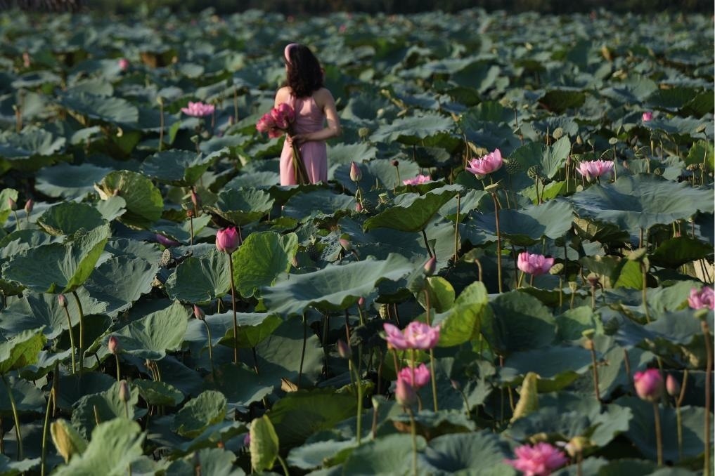 這是2020年7月15日，一名女子在越南首都河內(nèi)西湖畔的荷花叢中留影。