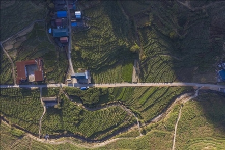 漠源鄉(xiāng)西柚基地。將樂縣農(nóng)業(yè)農(nóng)村局供圖