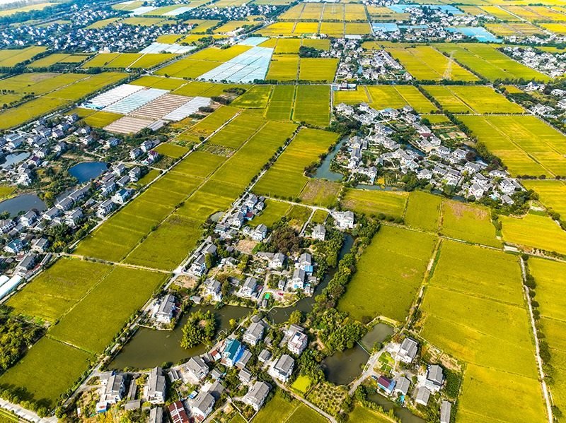 2023年10月22日，浙江海寧市黃灣鎮(zhèn)，金秋時(shí)節(jié)，金黃色的稻田與美麗鄉(xiāng)村構(gòu)成一幅寧靜祥和的畫卷。