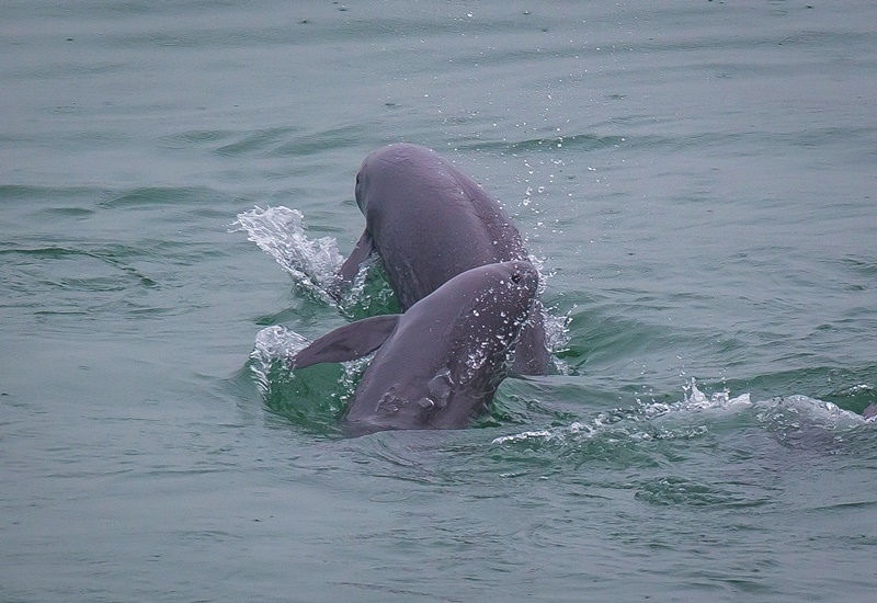 2021年5月10日，在湖北省宜昌市江邊，長(zhǎng)江江豚在水中嬉戲。