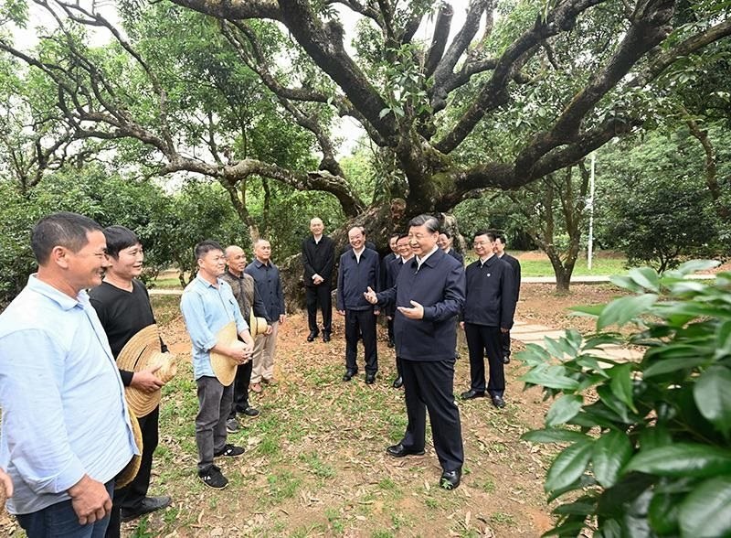 2023年4月11日，習(xí)近平總書記在廣東茂名柏橋村荔枝種植園，同現(xiàn)場技術(shù)人員親切交流。