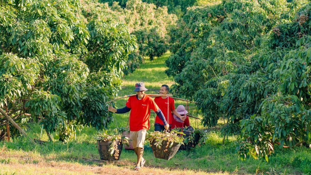 2023年10月，泰國尖竹汶府的龍眼種植園內(nèi)，采果工人正在運輸新采摘的龍眼。（黎銀成攝 新華社發(fā)）