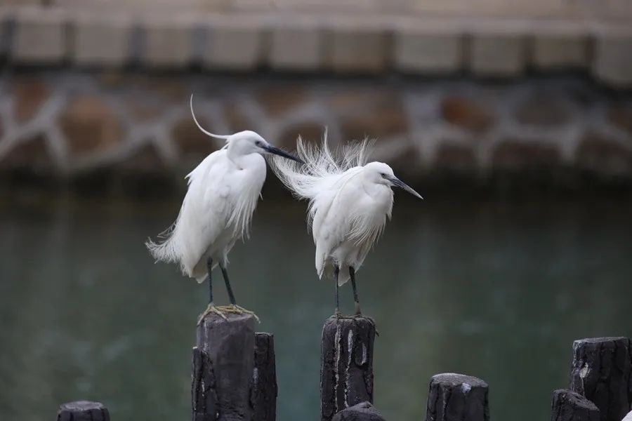 筼筜湖白鷺。人民網(wǎng)記者 陳博 攝