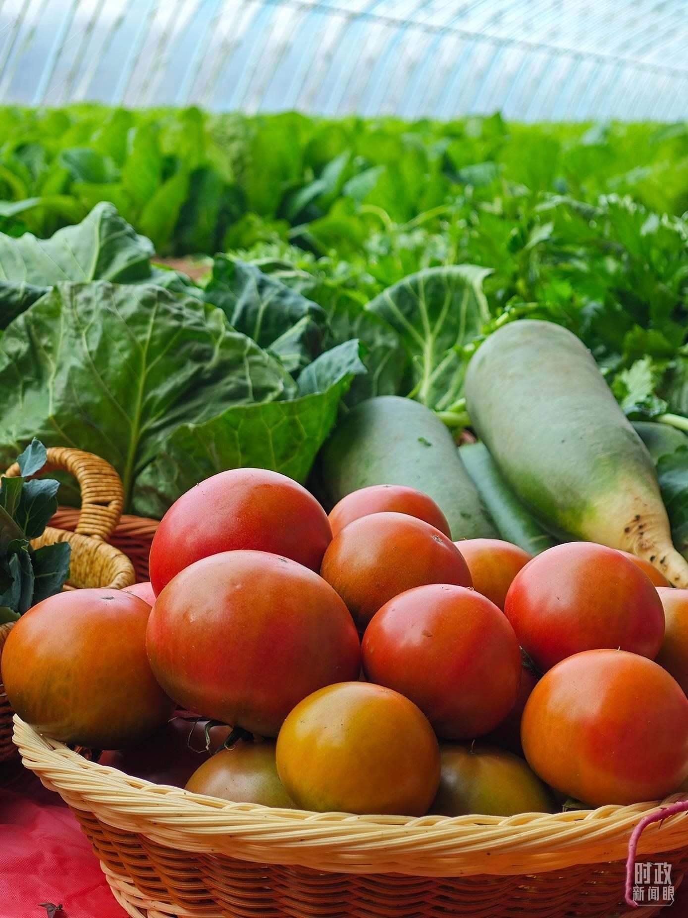 △第六埠村蔬菜大棚，蔬菜收獲頗豐。（總臺(tái)央視記者彭漢明拍攝）