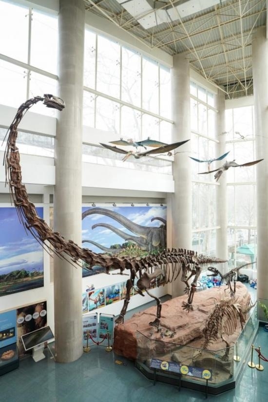 南京古生物博物館展出的馬門溪龍模型。新華社記者李博 攝