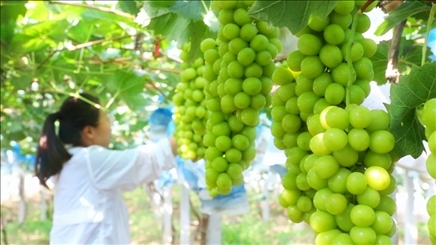 小屯村葡萄園里的陽(yáng)光玫瑰葡萄。肖俊楠攝