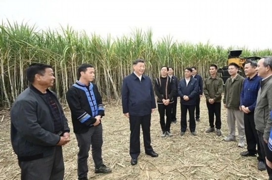 2023年12月14日，習(xí)近平總書(shū)記在廣西來(lái)賓市國(guó)家現(xiàn)代農(nóng)業(yè)產(chǎn)業(yè)園黃安優(yōu)質(zhì)“雙高”糖料蔗基地考察。