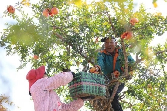紅彤彤的石榴掛滿枝頭，農(nóng)戶們穿梭在林中采摘，享受著豐收的喜悅。