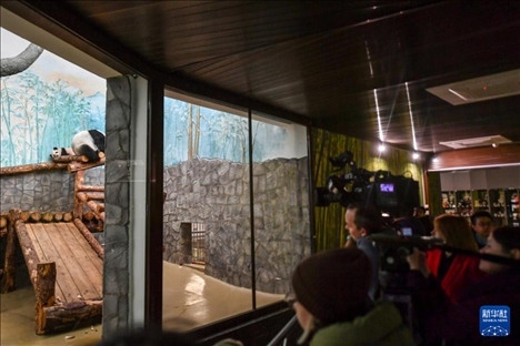 3月8日，人們?cè)诙砹_斯莫斯科動(dòng)物園觀看大熊貓“喀秋莎”（左）和媽媽“丁丁”。新華社記者 曹陽(yáng) 攝