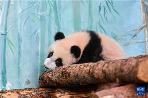 這是3月8日在俄羅斯莫斯科動(dòng)物園拍攝的大熊貓“喀秋莎”。新華社記者 曹陽(yáng) 攝