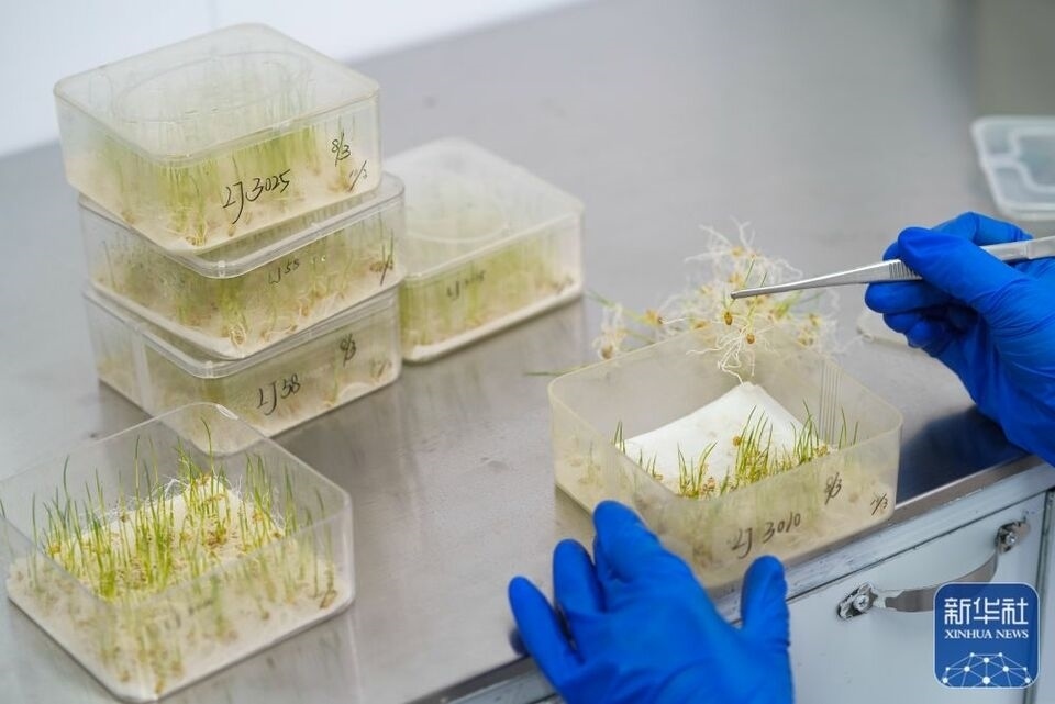 新華全媒+｜“大糧倉”黑龍江春耕備耕火熱進行