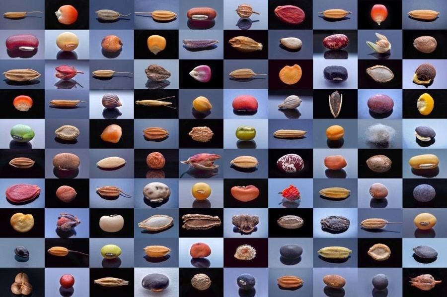 微距鏡頭下，湖南省農(nóng)作物種質(zhì)資源庫(kù)的種子千姿百態(tài)（100個(gè)種子拼版照片）。