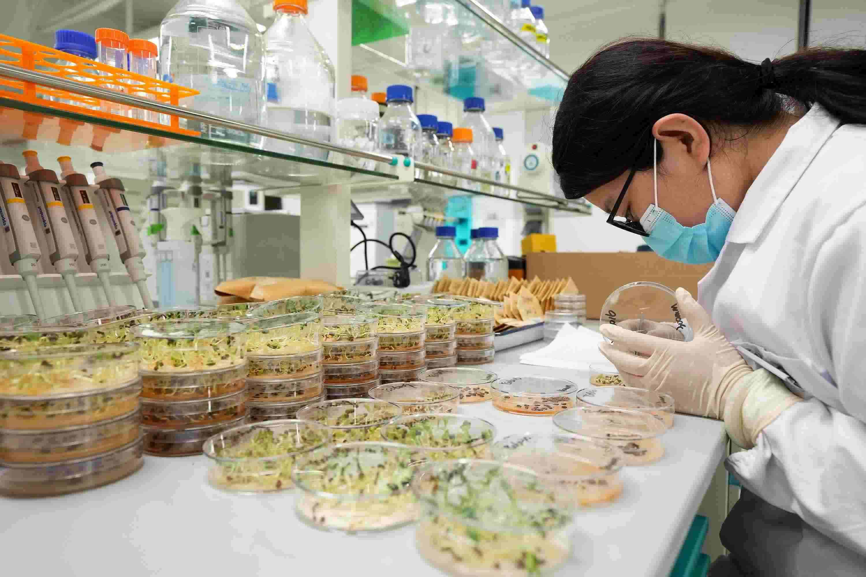 △ 海南三亞崖州灣科技城的崖州灣種子實驗室，科研人員正在觀察種子樣本。