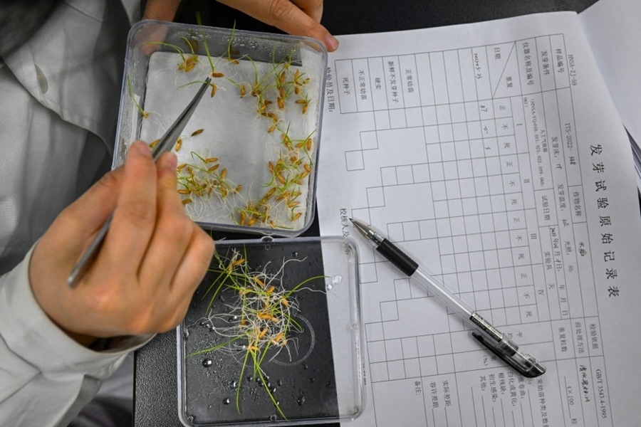 2022年3月23日，在湖南省農(nóng)作物種質(zhì)資源庫(kù)實(shí)驗(yàn)室，檢測(cè)員對(duì)保存的水稻種子進(jìn)行發(fā)芽試驗(yàn)檢測(cè)。