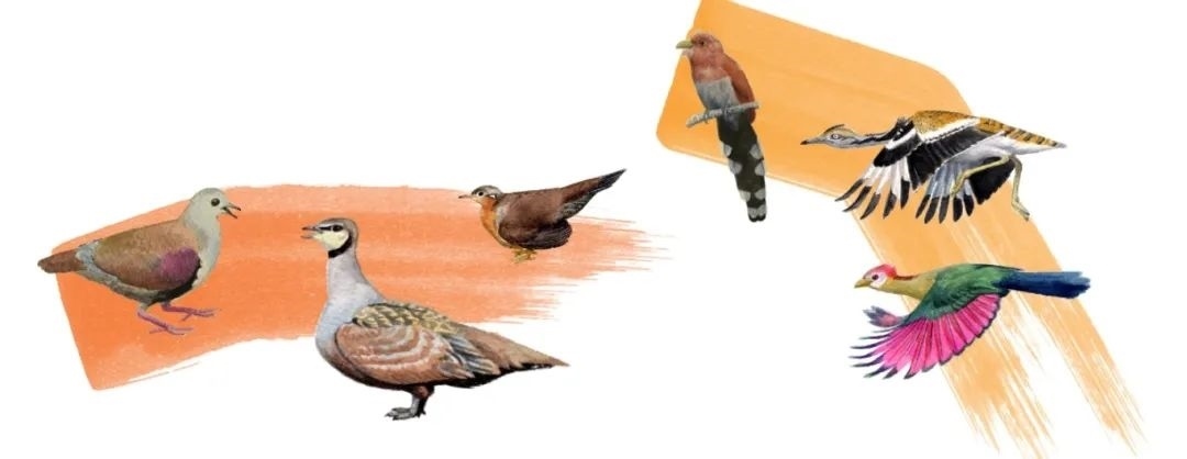 鴿鴇類。浙江大學(xué)供圖