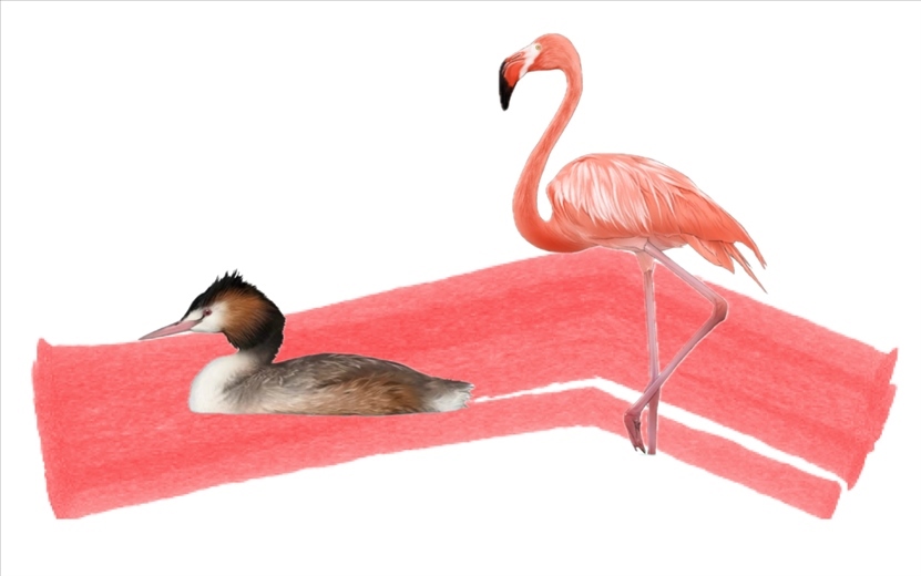 奇跡鳥類（火烈鳥總目）。浙江大學(xué)供圖