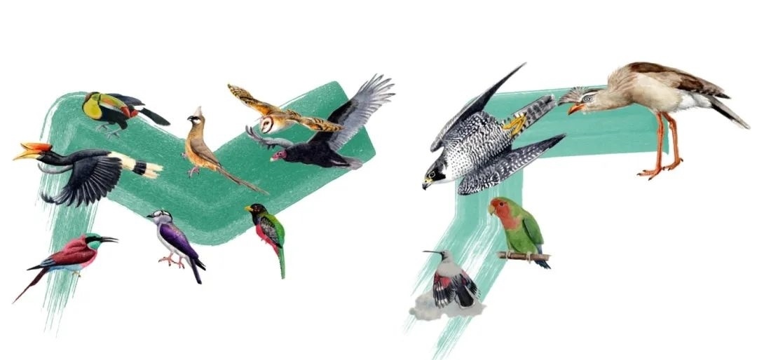 陸鳥類。浙江大學(xué)供圖