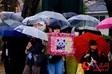 因“福寶”獲得力量和慰藉的年輕粉絲。 人民網(wǎng) 李帆攝