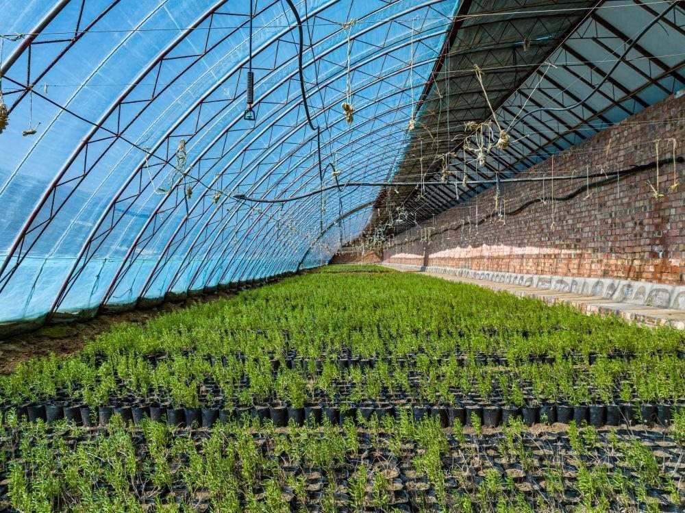 △內(nèi)蒙古一苗圃正在育苗。今年內(nèi)蒙古將投資2200萬元保障“三北”工程種苗供應(yīng)，助力打好“三北”工程攻堅(jiān)戰(zhàn)。