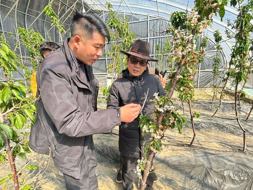 山東援藏小組及技術(shù)人員在大棚查看果蔬長(zhǎng)勢(shì)。（受訪者供圖）