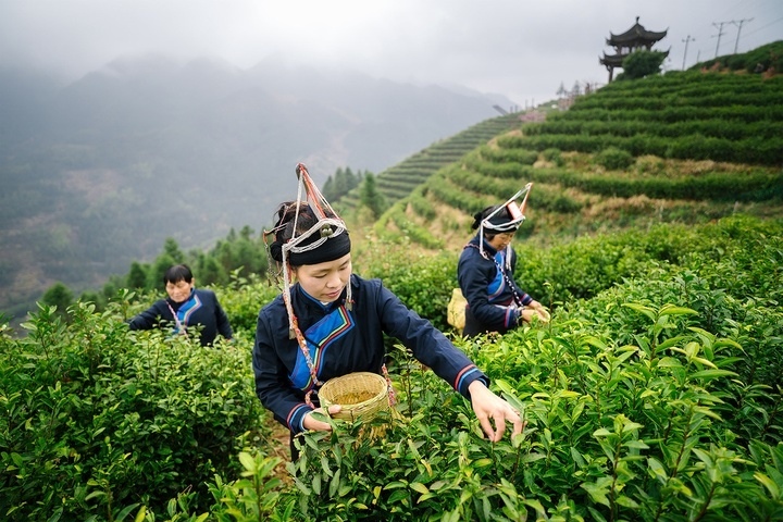 惠明茶采摘。供圖 共享聯(lián)盟·景寧