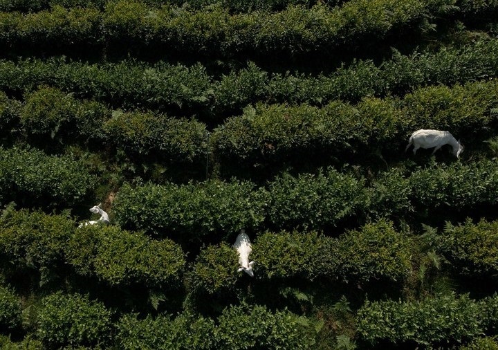 惠明茶園，養(yǎng)羊控草。供圖 共享聯(lián)盟·景寧